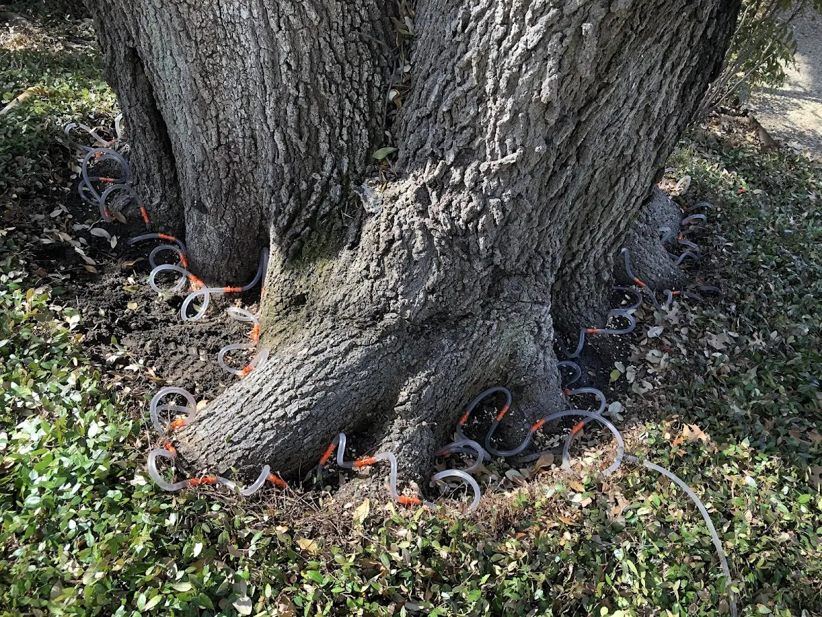 Detailed Tree Cabling and Bracing job site in Connellsville
