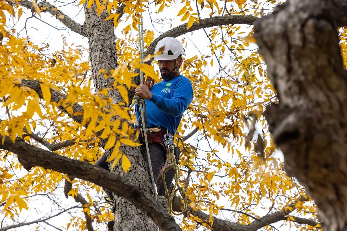 Skilled Tree Planing crew working in Connellsville